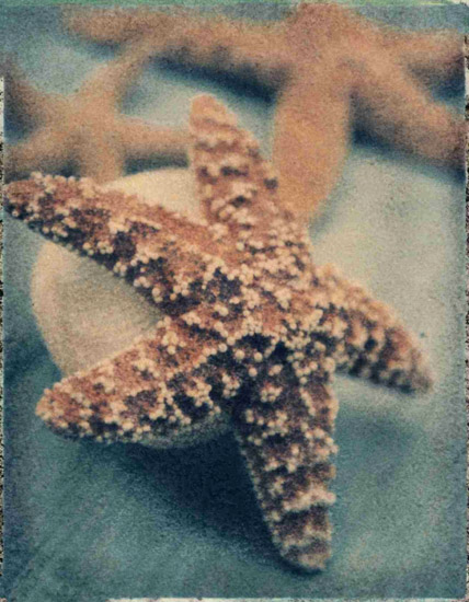 Compatible Nature morte Jahrriesnge  for starfish-lpf00178 